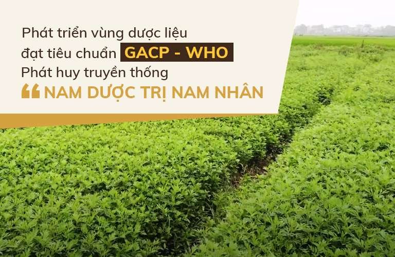 Đỗ Minh Đường phát triển vườn dược liệu sạch, đạt tiêu chuẩn GACP - WHO